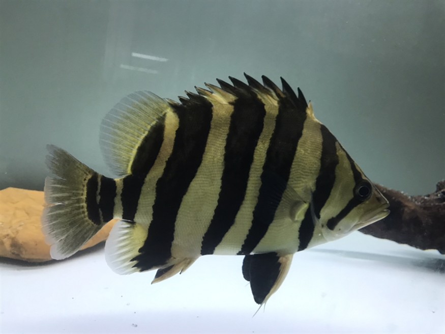 淺色底魚缸養虎，色底魚缸養虎，環境布置、水質管理與觀賞魚
