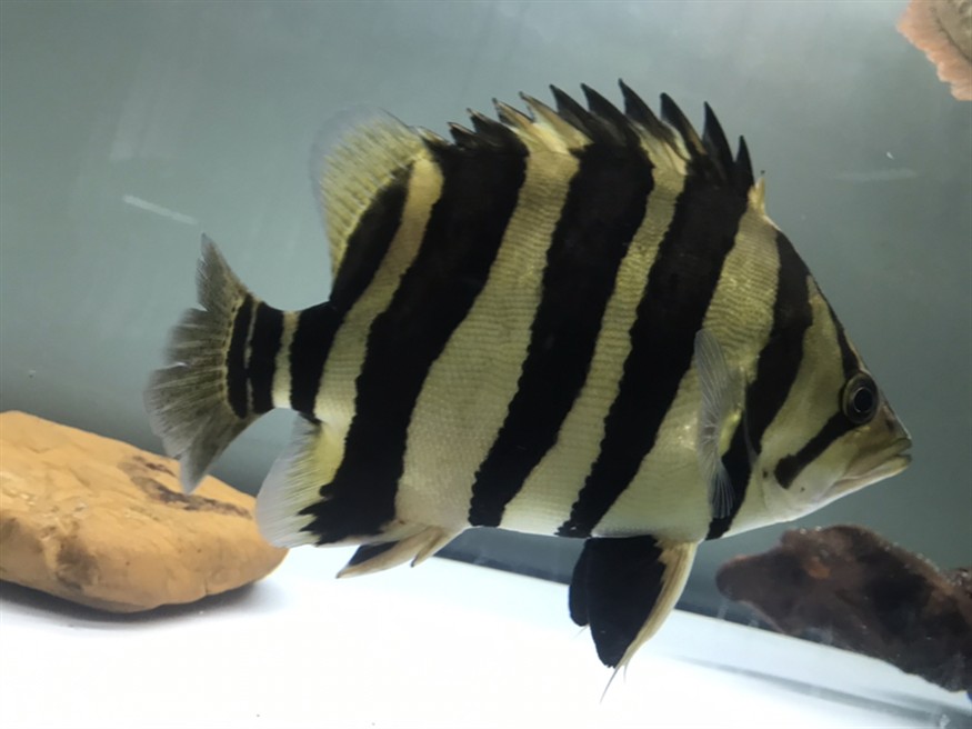 淺色底魚缸養虎，色底魚缸養虎，環境布置、水質管理與觀賞魚