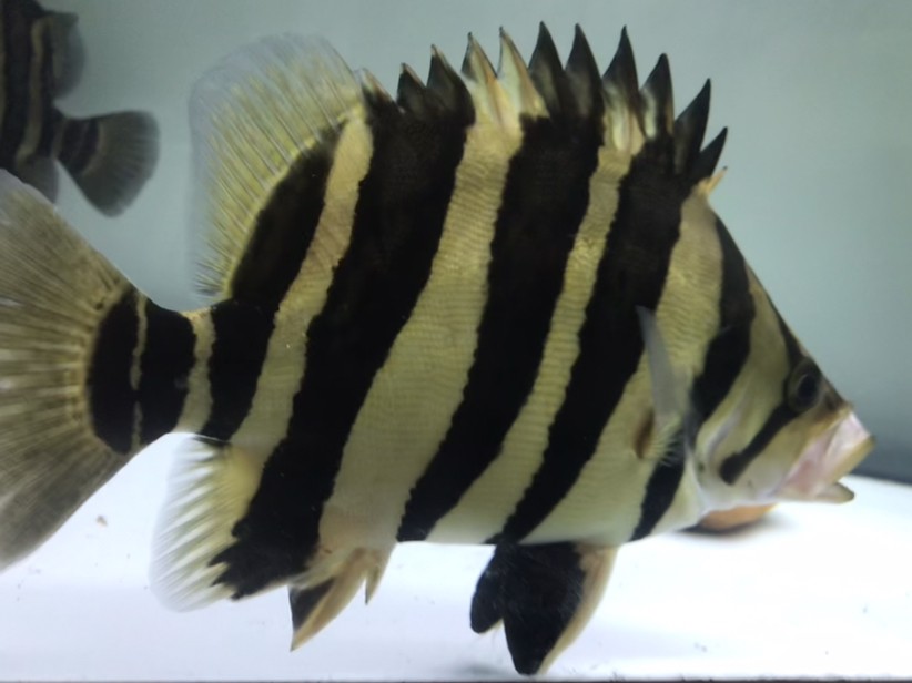淺色底魚缸養虎，色底魚缸養虎，環境布置、水質管理與觀賞魚