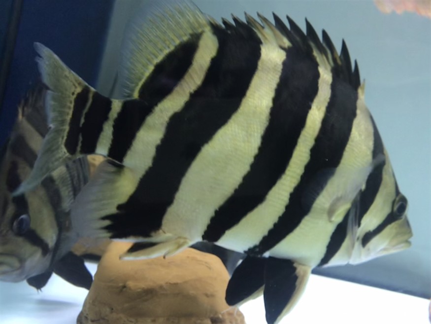 淺色底魚缸養虎，色底魚缸養虎，環境布置、水質管理與觀賞魚