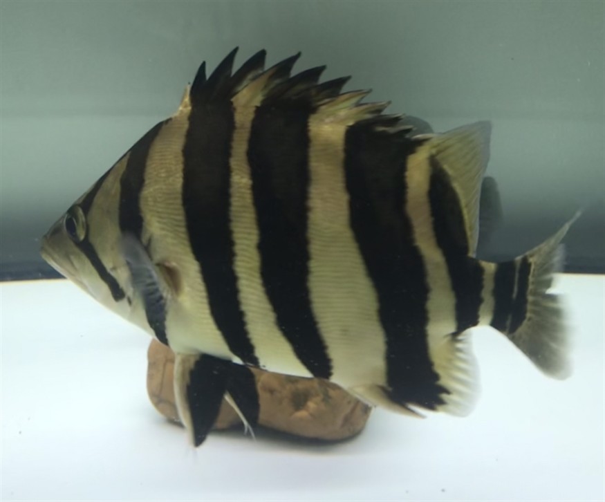 淺色底魚缸養虎，色底魚缸養虎，環境布置、水質管理與觀賞魚