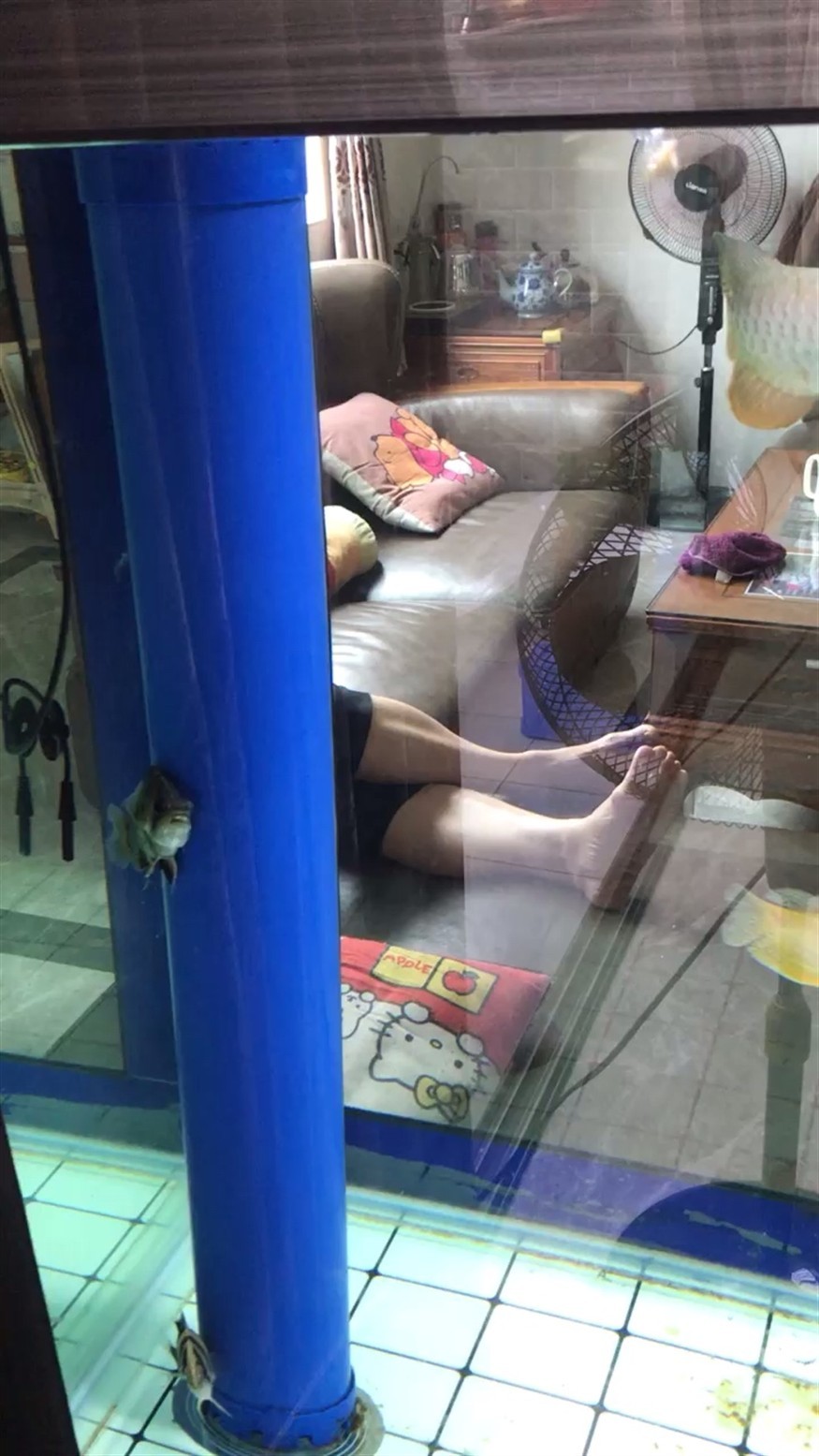 虎魚眼睛一天就好了，魚眼睛一天就痊愈，背后原因及