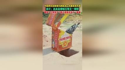 印尼紅龍魚怎么養才紅，印尼紅龍魚養殖秘籍，掌握技巧讓其色澤艷麗更紅