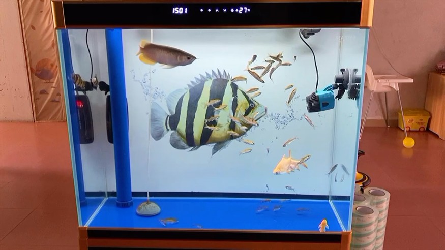 虎魚龍魚混養(yǎng)，魚龍魚混養(yǎng)，探究可行性、注意事項及打造和諧共生 虎魚龍魚混養(yǎng)，魚龍魚混養(yǎng)，探究可行性、注意事項及打造和諧共生 虎魚百科 第1張
