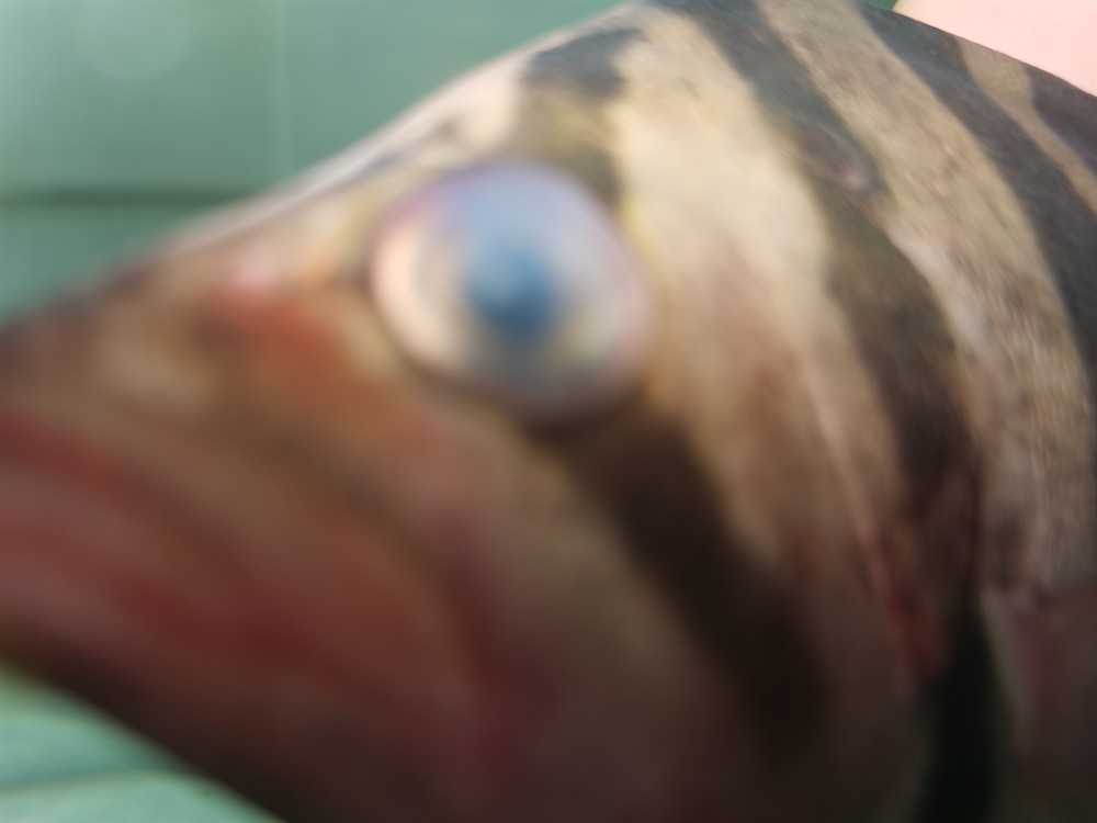 虎魚不行了求助怎么治療，魚狀態不佳，生命垂危！急尋有效治療方法及養護