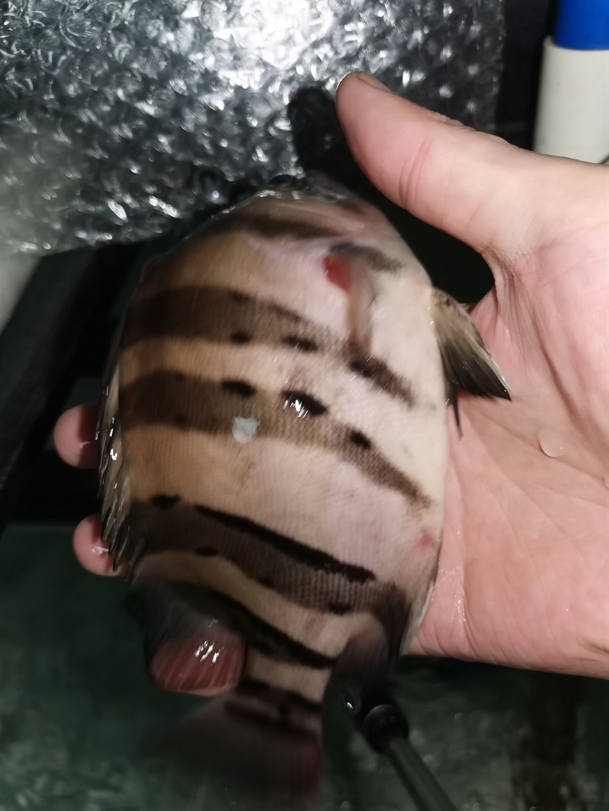 虎魚不行了求助怎么治療，魚狀態不佳，生命垂危！急尋有效治療方法及養護
