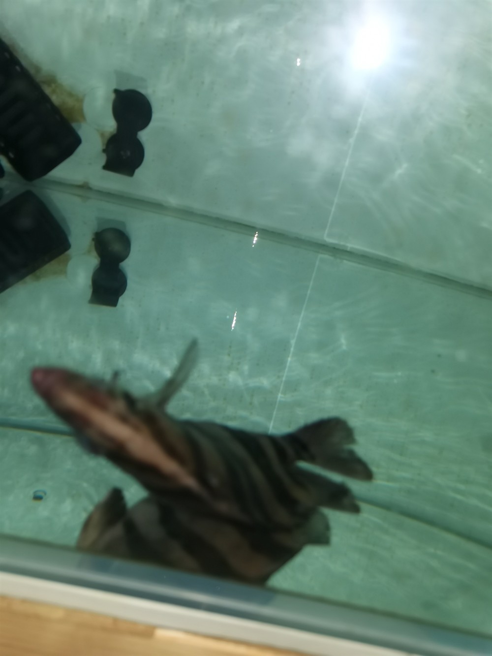 虎魚不行了求助怎么治療，魚狀態不佳，生命垂危！急尋有效治療方法及養護