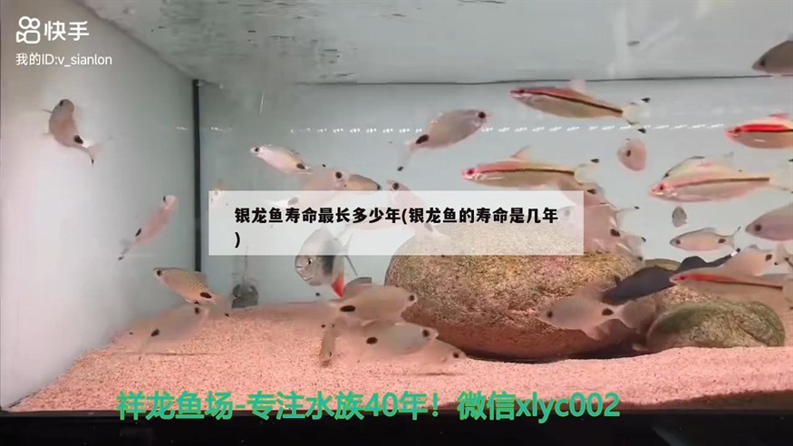 銀龍魚壽命最長多少年(銀龍魚的壽命是幾年)龍魚壽命最長可達多少年？揭秘其壽命長短的影響因素