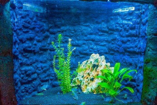 紅龍魚缸背景圖選擇哪種好看，龍魚缸背景圖選哪種好看？色彩搭配與圖案設計要點
