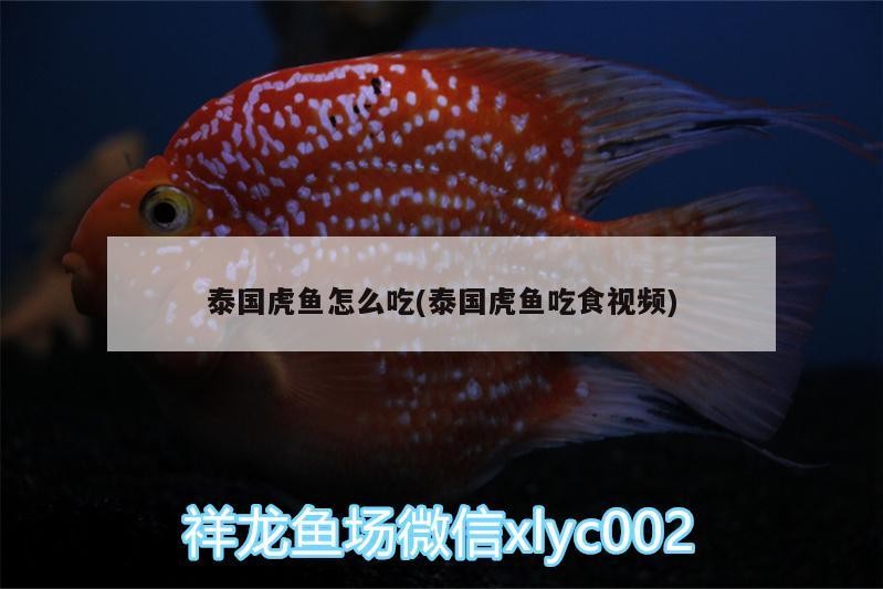 泰國虎魚怎么吃(泰國虎魚吃食視頻)虎魚吃食習性及精彩吃食視頻展示，揭秘其
