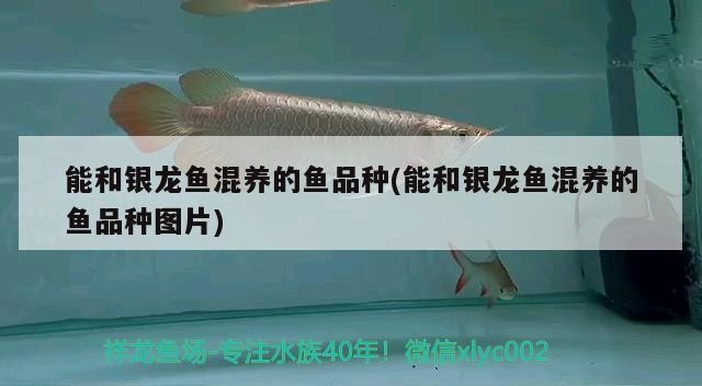 能和銀龍魚混養(yǎng)的魚品種(能和銀龍魚混養(yǎng)的魚品種圖片)和銀龍魚混養(yǎng)的魚品種有哪些？附混養(yǎng) 能和銀龍魚混養(yǎng)的魚品種(能和銀龍魚混養(yǎng)的魚品種圖片)和銀龍魚混養(yǎng)的魚品種有哪些？附混養(yǎng) 銀龍魚百科