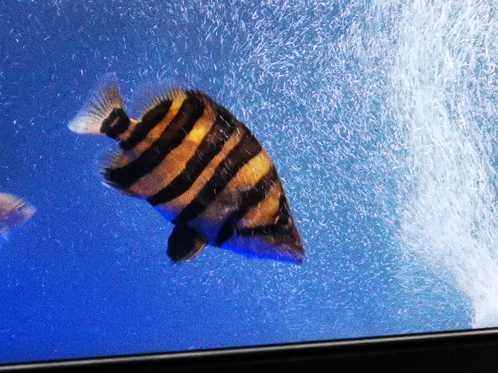 虎魚幾天明一次唉沒辦法，魚幾天明一次？飼養(yǎng)困擾多，探尋背后原因及應(yīng)對之法