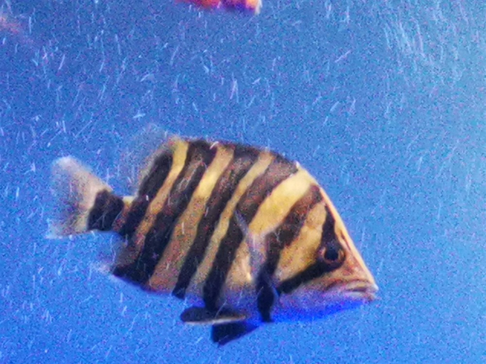 虎魚幾天明一次唉沒辦法，魚幾天明一次？飼養(yǎng)困擾多，探尋背后原因及應(yīng)對之法