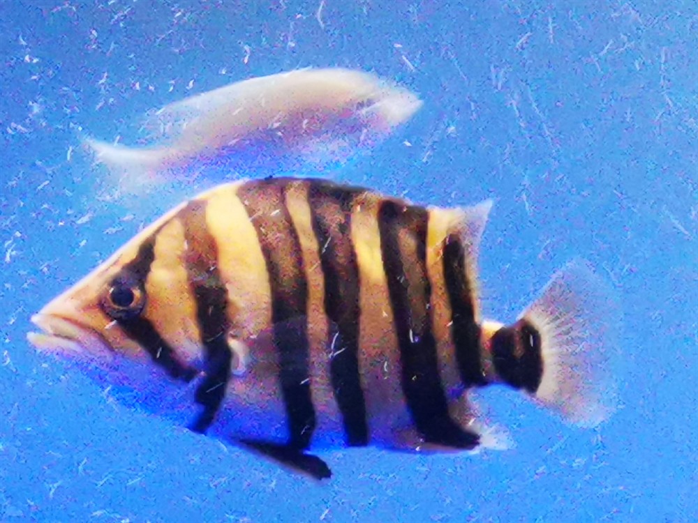 虎魚幾天明一次唉沒辦法，魚幾天明一次？飼養(yǎng)困擾多，探尋背后原因及應(yīng)對之法