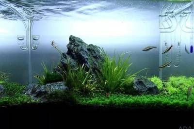 大鱷龜魚缸造景圖：\"大鱷龜魚缸造景圖\"搜索結果，鱷龜魚缸造景圖，獨特生態景觀，打造專屬龜