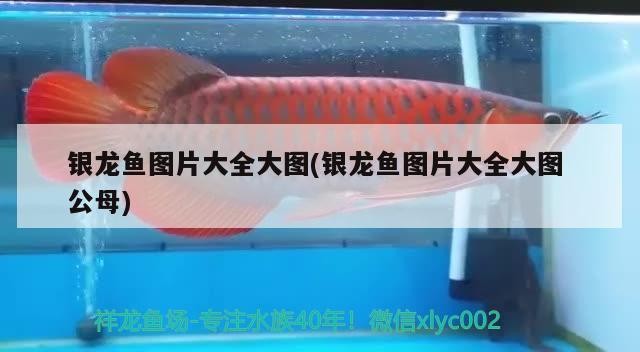銀龍魚圖片大全大圖(銀龍魚圖片大全大圖公母)龍魚圖片大全大圖（含公母對比）高清觀賞