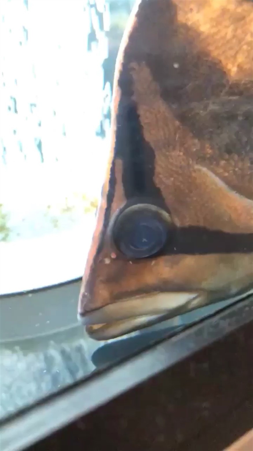 求助虎魚眼睛里有白點是內蒙嗎，魚眼現白點，是內蒙病癥？病因癥狀及