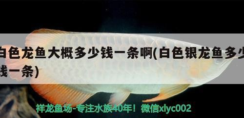白色龍魚大概多少錢一條啊(白色銀龍魚多少錢一條)龍魚（銀龍魚）價格揭秘，一條大概多少錢？