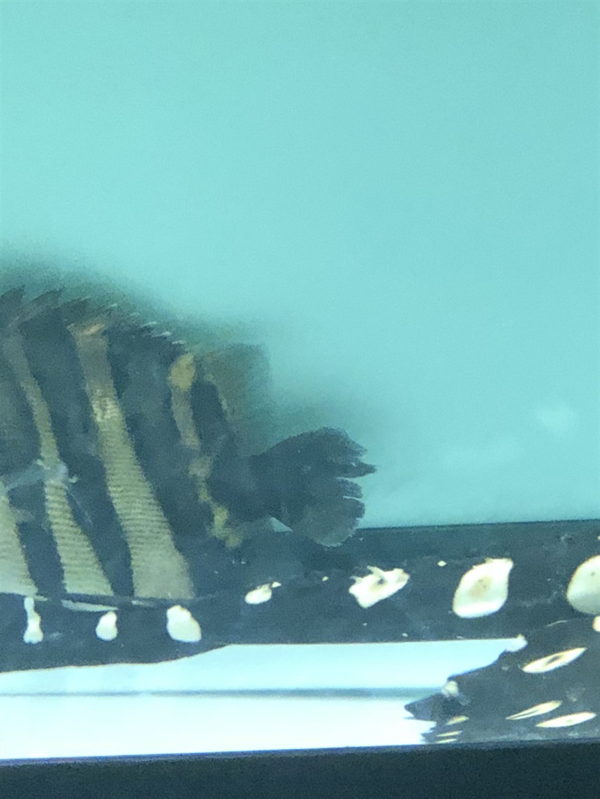 虎魚這種尾巴怎么治？魚尾巴出問題咋辦？治療方法、病因分析及預(yù)防養(yǎng)護(hù)全攻略
