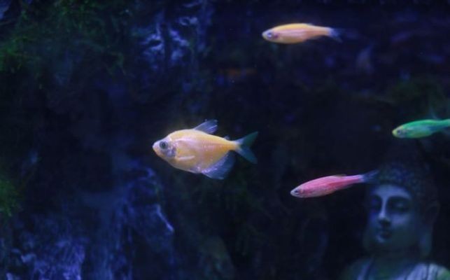 庫(kù)爾勒王新浩水族館（庫(kù)爾勒市水族館）勒王新浩水族館，探秘庫(kù)爾勒市的水