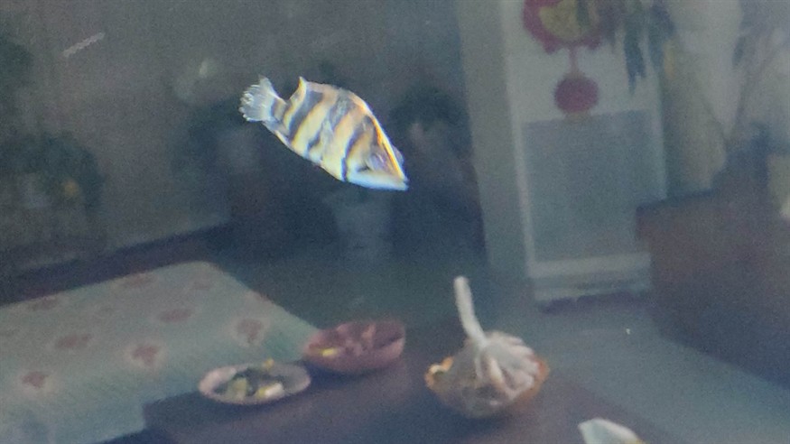 虎魚得的啥病，虎魚常見病癥全解析，探尋虎魚易患疾病及