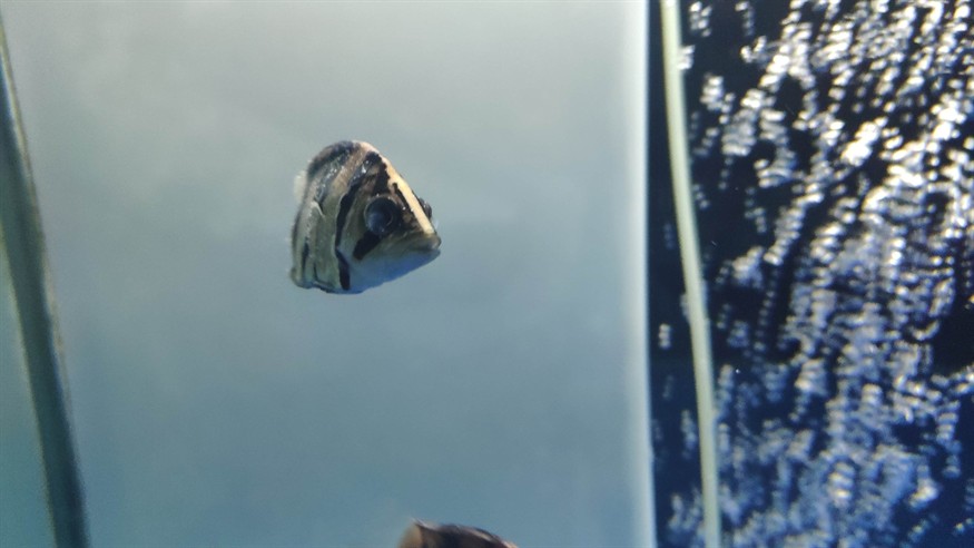 虎魚得的啥病，虎魚常見病癥全解析，探尋虎魚易患疾病及
