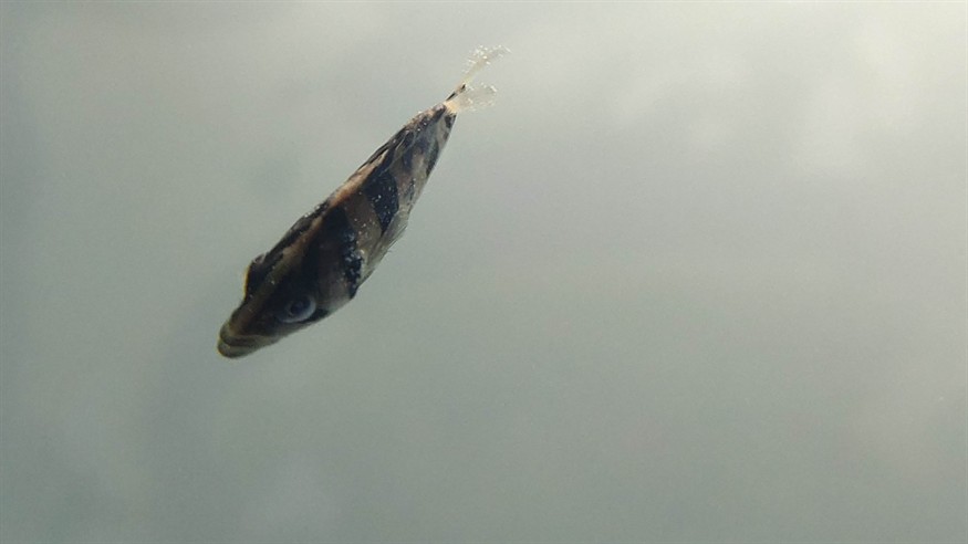 虎魚得的啥病，虎魚常見病癥全解析，探尋虎魚易患疾病及