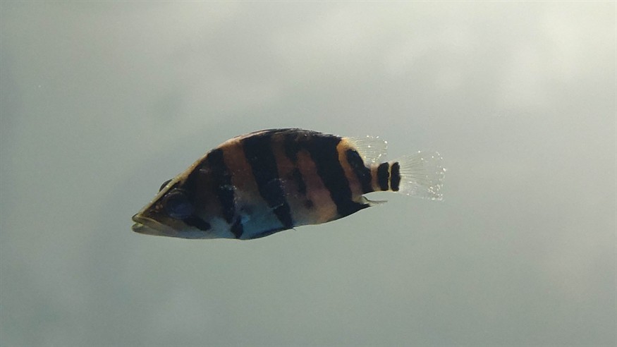 虎魚得的啥病，虎魚常見病癥全解析，探尋虎魚易患疾病及