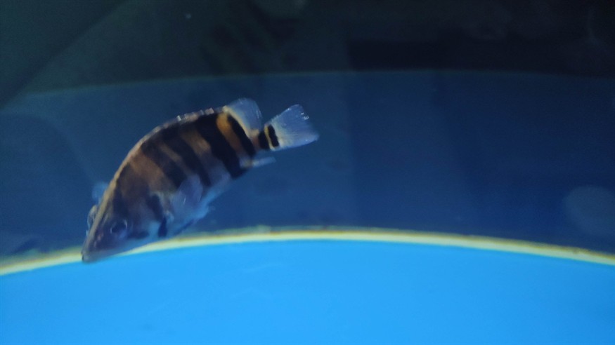虎魚得的啥病，虎魚常見病癥全解析，探尋虎魚易患疾病及