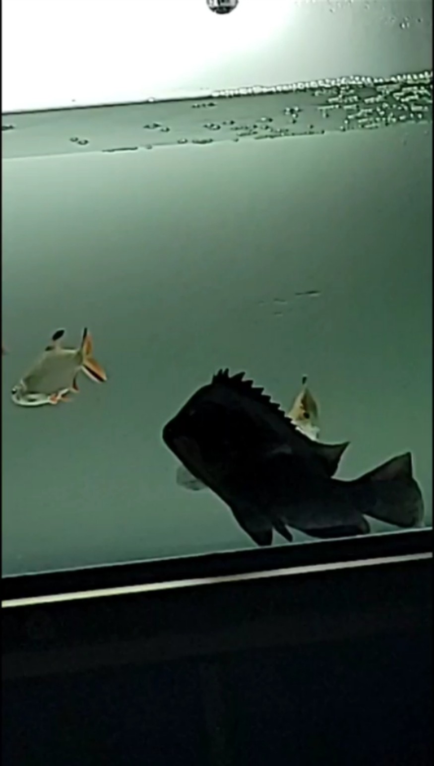 虎魚蹭缸打架怎么辦，魚蹭缸打架原因及應對方法，助你