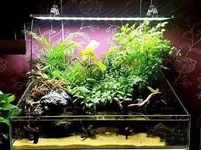短鯛魚(yú)缸的布置：根據(jù)搜索結(jié)果整理的短鯛魚(yú)缸布置建議，鯛魚(yú)缸布置攻略，依據(jù)搜索結(jié)果整理 短鯛魚(yú)缸的布置：根據(jù)搜索結(jié)果整理的短鯛魚(yú)缸布置建議，鯛魚(yú)缸布置攻略，依據(jù)搜索結(jié)果整理 魚(yú)缸百科 第4張