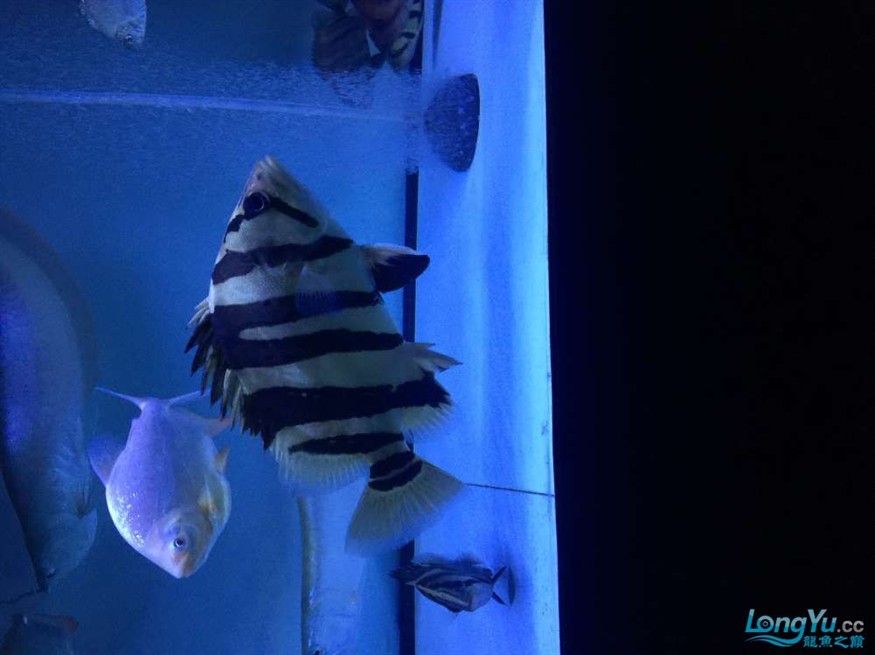 東莞地區(qū)漁友出售一批虎魚，地區(qū)漁友急售一批優(yōu)質(zhì)虎魚 品相佳等