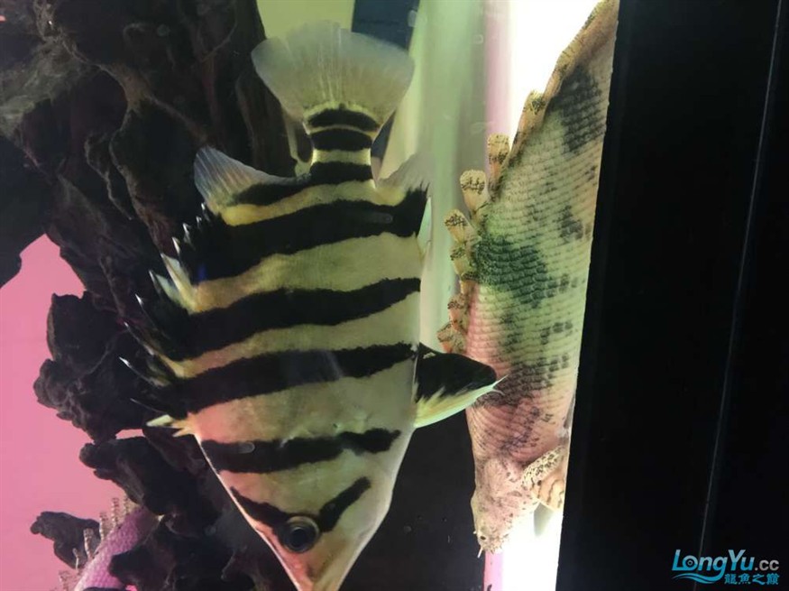 東莞地區(qū)漁友出售一批虎魚，地區(qū)漁友急售一批優(yōu)質(zhì)虎魚 品相佳等