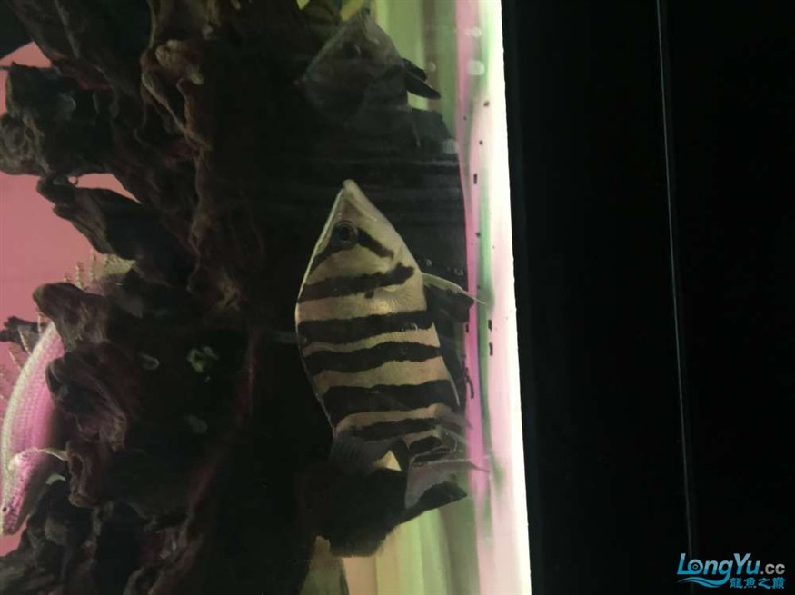 東莞地區(qū)漁友出售一批虎魚，地區(qū)漁友急售一批優(yōu)質(zhì)虎魚 品相佳等