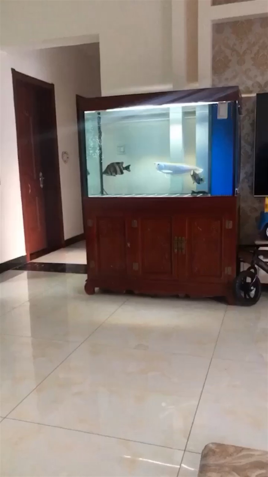 這個虎魚能賣多少錢呀，魚品相、品種及市場行情多因素交織，此虎魚究竟能賣多少錢引