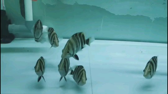 虎魚狀態(tài)還是要調(diào)養(yǎng)，魚狀態(tài)欠佳，精心調(diào)養(yǎng)是關(guān)鍵，助其恢復(fù)活力與生機 虎魚狀態(tài)還是要調(diào)養(yǎng)，魚狀態(tài)欠佳，精心調(diào)養(yǎng)是關(guān)鍵，助其恢復(fù)活力與生機 虎魚百科 第1張