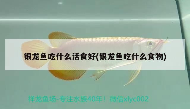 銀龍魚吃什么活食好(銀龍魚吃什么食物)龍魚吃啥活食好?常見活食及喂養要點