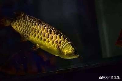龍魚掉眼前兆怎么回事，魚掉眼眼前兆？原因剖析及 龍魚掉眼前兆怎么回事，魚掉眼眼前兆？原因剖析及 龍魚百科 第1張
