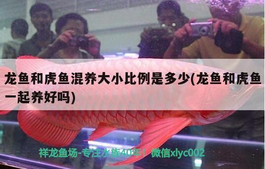 龍魚和虎魚混養(yǎng)大小比例是多少(龍魚和虎魚一起養(yǎng)好嗎)魚與虎魚混養(yǎng)，大小比例及混養(yǎng)可行性全
