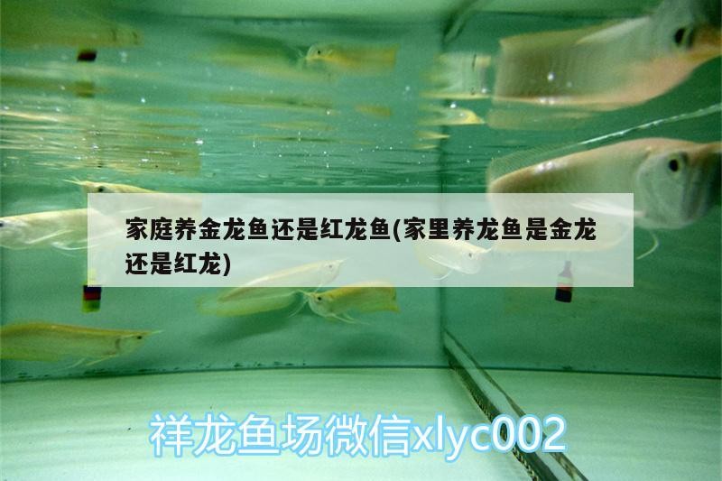 家庭養(yǎng)金龍魚還是紅龍魚(家里養(yǎng)龍魚是金龍還是紅龍)養(yǎng)金龍魚還是紅龍魚？二者特點(diǎn)、飼養(yǎng)要點(diǎn)