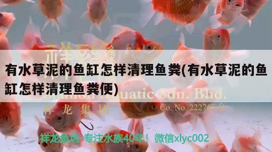 紅龍魚 虎魚，龍魚與虎魚，水族箱中的雙雄爭霸，誰主
