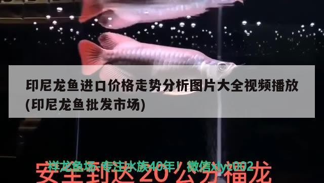紅龍魚 虎魚，龍魚與虎魚，水族箱中的雙雄爭霸，誰主