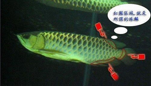 如何區分金龍魚的好壞，如何鑒別金龍魚的好壞，龍魚優劣鑒別全攻略，從外觀到品質，教你精準
