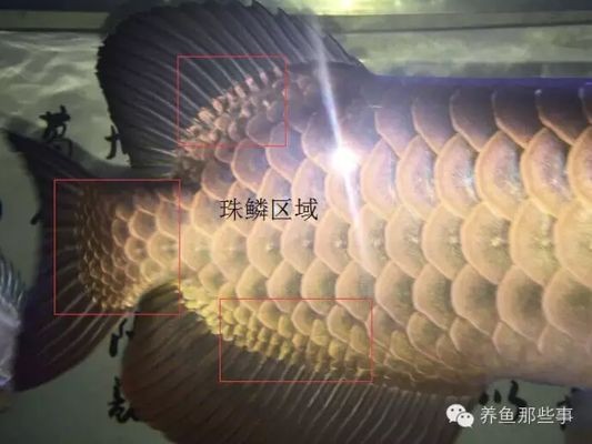 如何區分金龍魚的好壞，如何鑒別金龍魚的好壞，龍魚優劣鑒別全攻略，從外觀到品質，教你精準