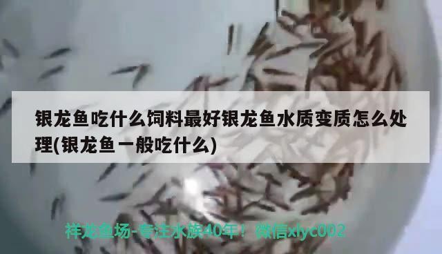 銀龍魚吃什么飼料最好銀龍魚水質(zhì)變質(zhì)怎么處理(銀龍魚一般吃什么)龍魚飼料與水質(zhì)處理全攻略，最佳喂養(yǎng)及水質(zhì)維護