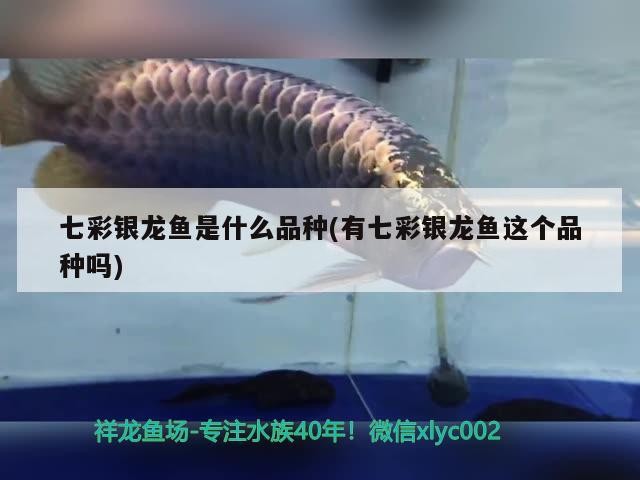 七彩銀龍魚是什么品種(有七彩銀龍魚這個品種嗎)彩銀龍魚品種探秘，究竟是否存在這一獨特觀賞魚