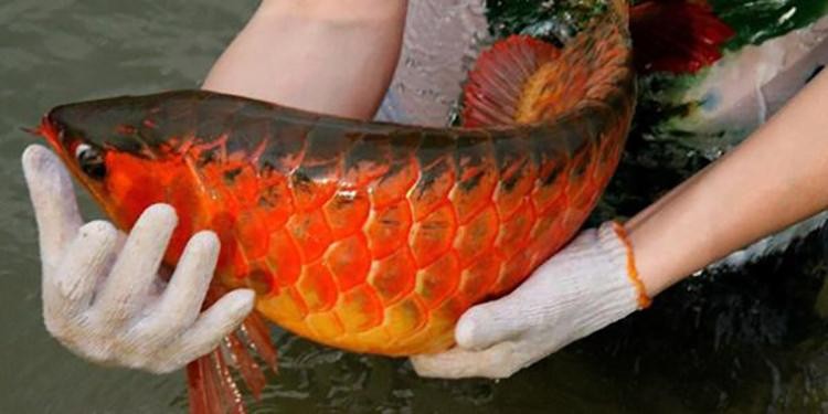 印尼紅龍魚多大發色，紅龍魚多大開始發色？發色過程及影響因素詳解