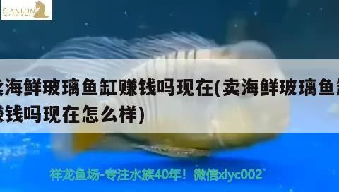 賣海鮮玻璃魚缸賺錢嗎現在(賣海鮮玻璃魚缸賺錢嗎現在怎么樣)賣海鮮玻璃魚缸是否賺錢？現狀、前景及盈利因素全 賣海鮮玻璃魚缸賺錢嗎現在(賣海鮮玻璃魚缸賺錢嗎現在怎么樣)賣海鮮玻璃魚缸是否賺錢？現狀、前景及盈利因素全 銀龍魚百科