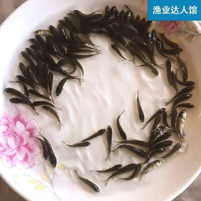 紅龍魚苗好養嗎怎么養的，龍魚苗養殖難易全解析，習性、環境與飼養