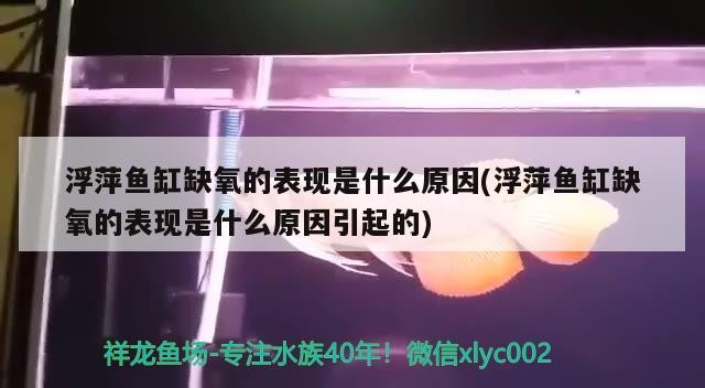 浮萍魚缸缺氧的表現(xiàn)是什么原因(浮萍魚缸缺氧的表現(xiàn)是什么原因引起的)萍魚缸缺氧表現(xiàn)及成因探析，環(huán)境、生物與